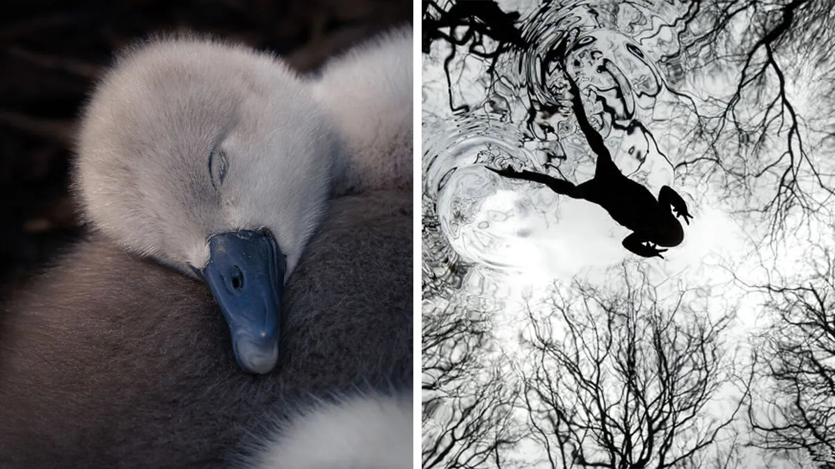 21 Jaw-Dropping Wildlife Shots That Won Big At The British Wildlife Photography Awards
