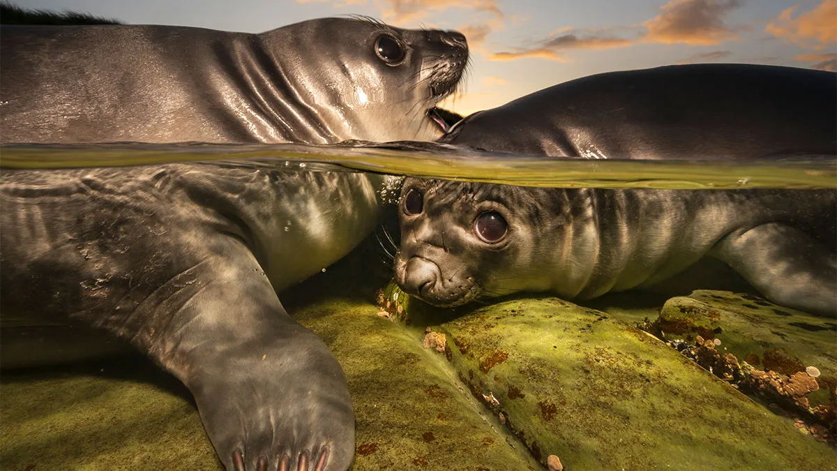 39 Underwater Photos That Prove There’s A Whole World We Never See