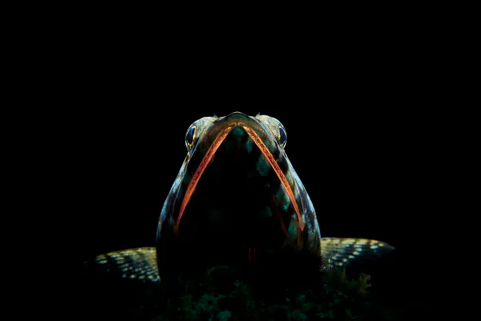 Macro, Runner Up: Jaws By Fabian Becker