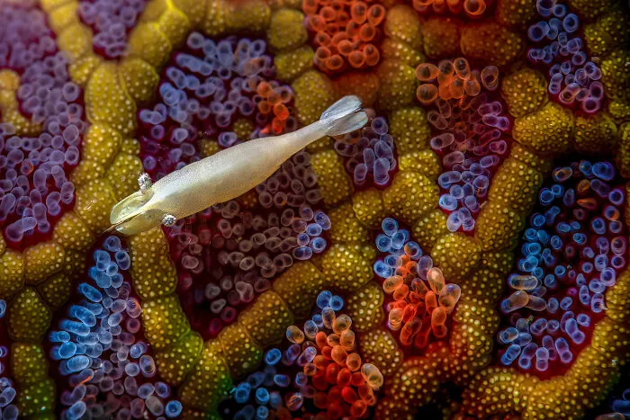Macro, 3rd Place: Simon Theuma