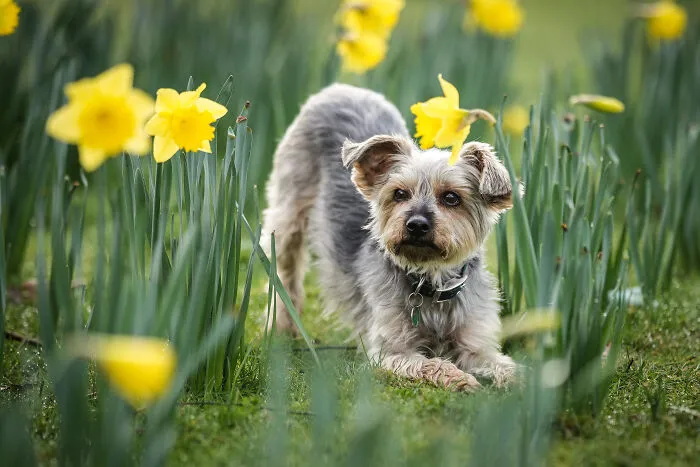 Yorkshire Terrier