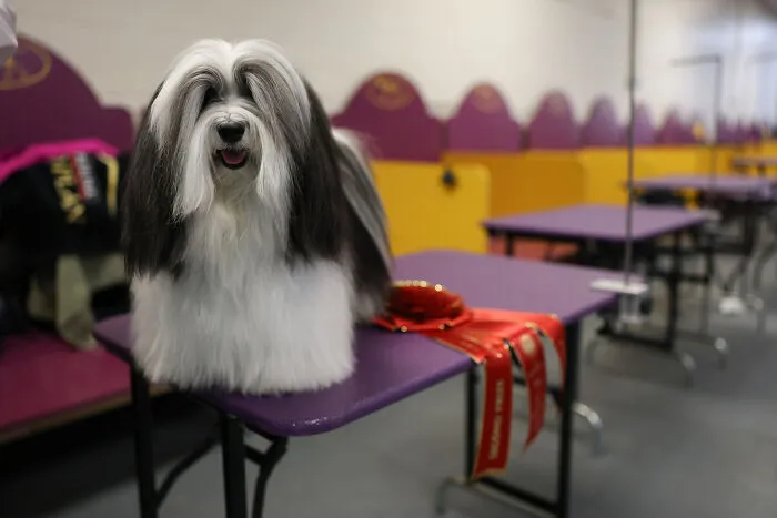 Havanese