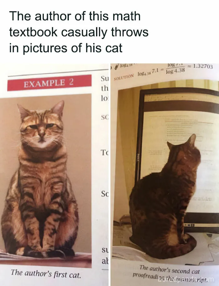 81 Times Cats Were So Ridiculous, Silly, Or Dramatic That They Had To Become Memes