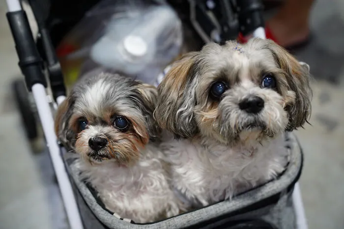 Yorkipoo