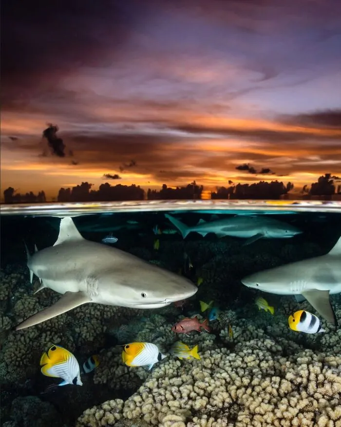 2nd Place Ocean Portfolio Award 2023 - Renee Capozzola