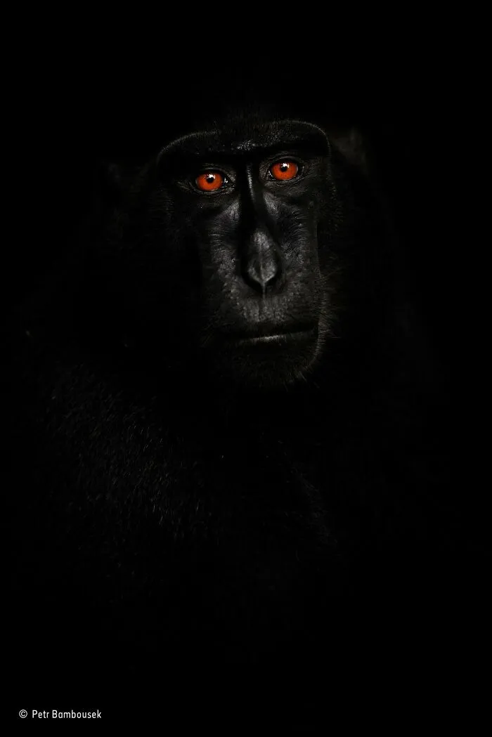 25 Fotos impresionantes que triunfaron en el concurso de Fotógrafo de Fauna salvaje del Año