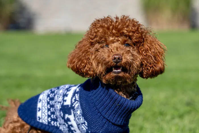 Toy Poodle