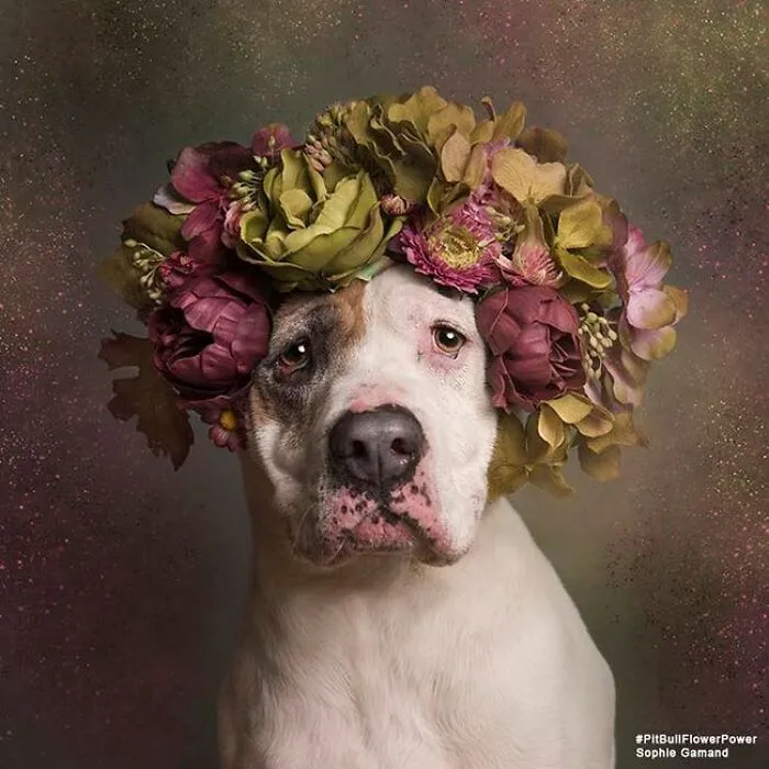“He Isn’t A Pit Bull, He Is A Flower Dog!”: 26 New Photos Changing Perception One Person At A Time