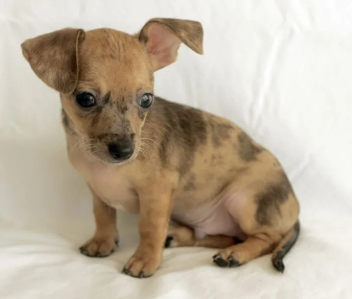 Chiweenie