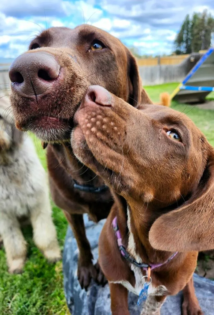 Dog Owners Are Sharing The Best Daycare Moments, And Here Are 51 That Stole The Show