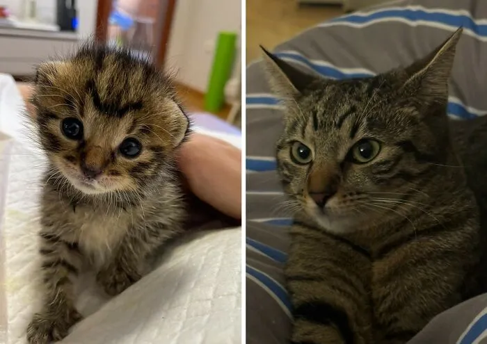 “Cat Grows”: 30 Adorable Side-By-Side Comparisons Of Cats Now And When They Were Little