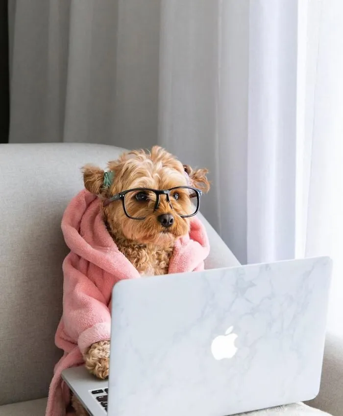 This Page Shared 59 Funny Pics Of Dogs Who Somehow Became The Cutest Remote Workers Ever