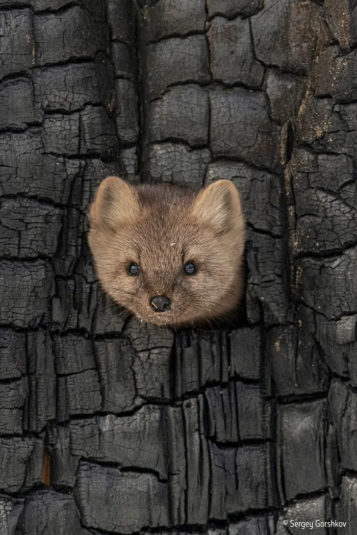 25 Fotos impresionantes que triunfaron en el concurso de Fotógrafo de Fauna salvaje del Año