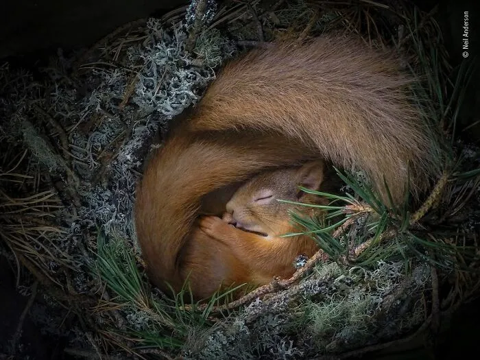 25 Fotos impresionantes que triunfaron en el concurso de Fotógrafo de Fauna salvaje del Año
