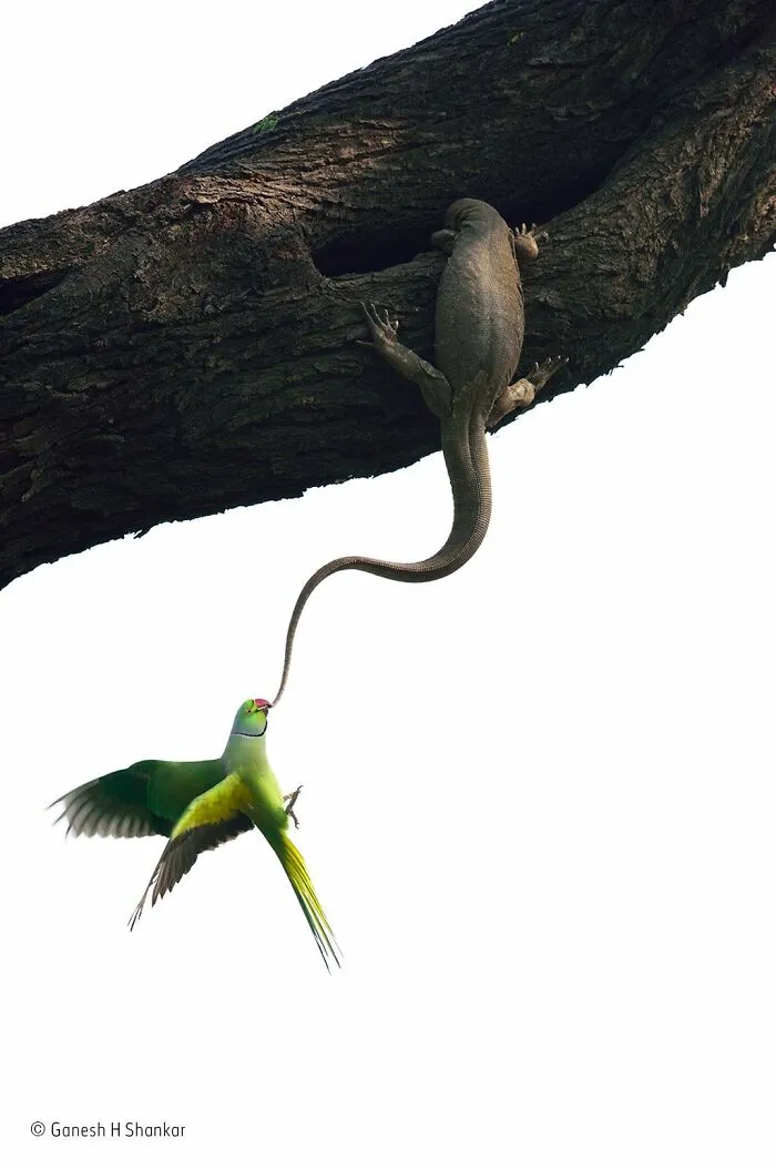 25 Fotos impresionantes que triunfaron en el concurso de Fotógrafo de Fauna salvaje del Año