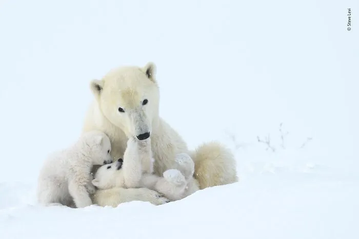 25 Fotos impresionantes que triunfaron en el concurso de Fotógrafo de Fauna salvaje del Año