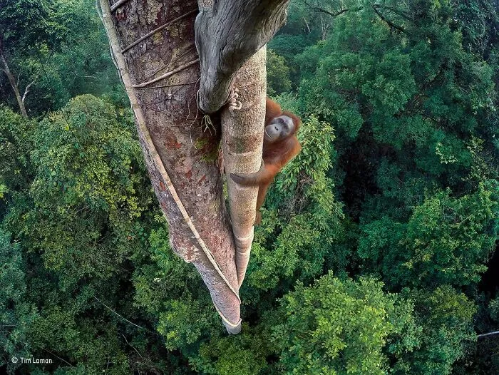 40 Breathtaking Shots That Won Awards In The Wildlife Photographer Of The Year Competition