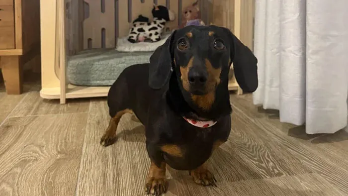 In 2025 A Mini Dachshund Named Valerie Was Found Alive After 529 Days In The Australian Wilderness
