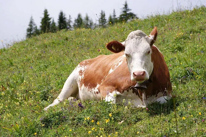 Cows Don't Automatically Produce Milk. They Need To Be Pregnant And Give Birth, And Then Milking Machines Stimulate Her To Continue Producing Milk