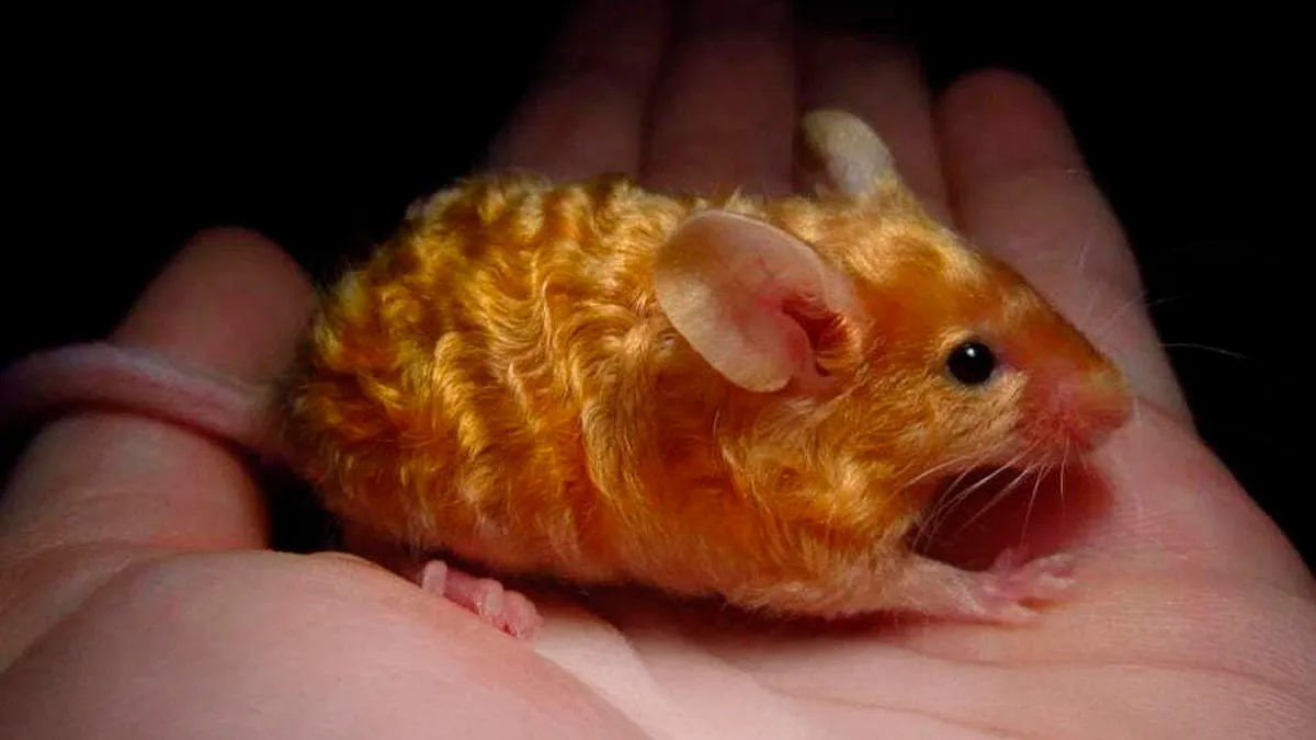 “The Government Forgot To Color This One”: 77 Stunning Color Mutations In Animals And Objects That Feel Unreal (New Pics)