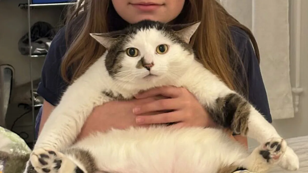 This Cat Sanctuary Helps Obese Felines In Need, And Here Are Their 33 Patients