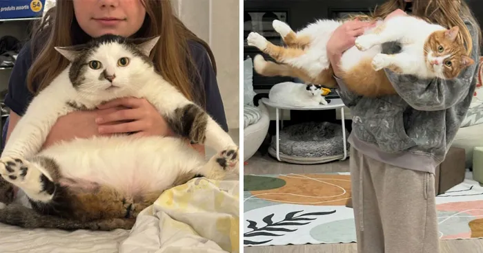 This Cat Sanctuary Helps Obese Felines In Need, And Here Are Their 33 Patients