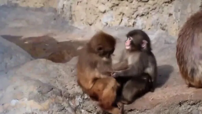 This Time, Punch Has Made Another Lil Monkey Friend Instead Of A Plushie
