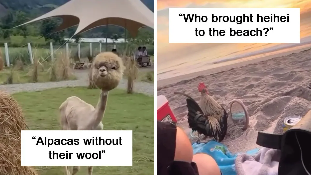 This Account Shares 50 Photos Of Animals Being Accidentally Hilarious