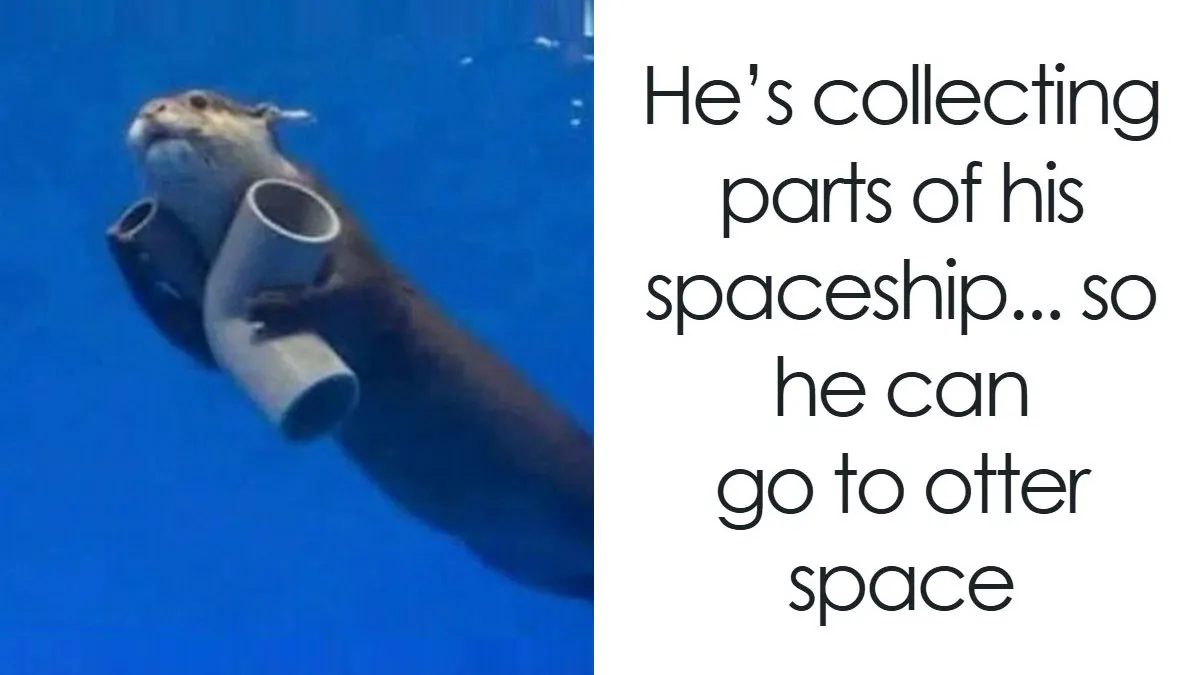 This Instagram Page Shares 55 "No Context" Animal Memes That Are Pure Comedy