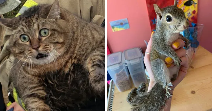 67 Incredible People Who Saved Animals And Gave Them A Second Chance At Life