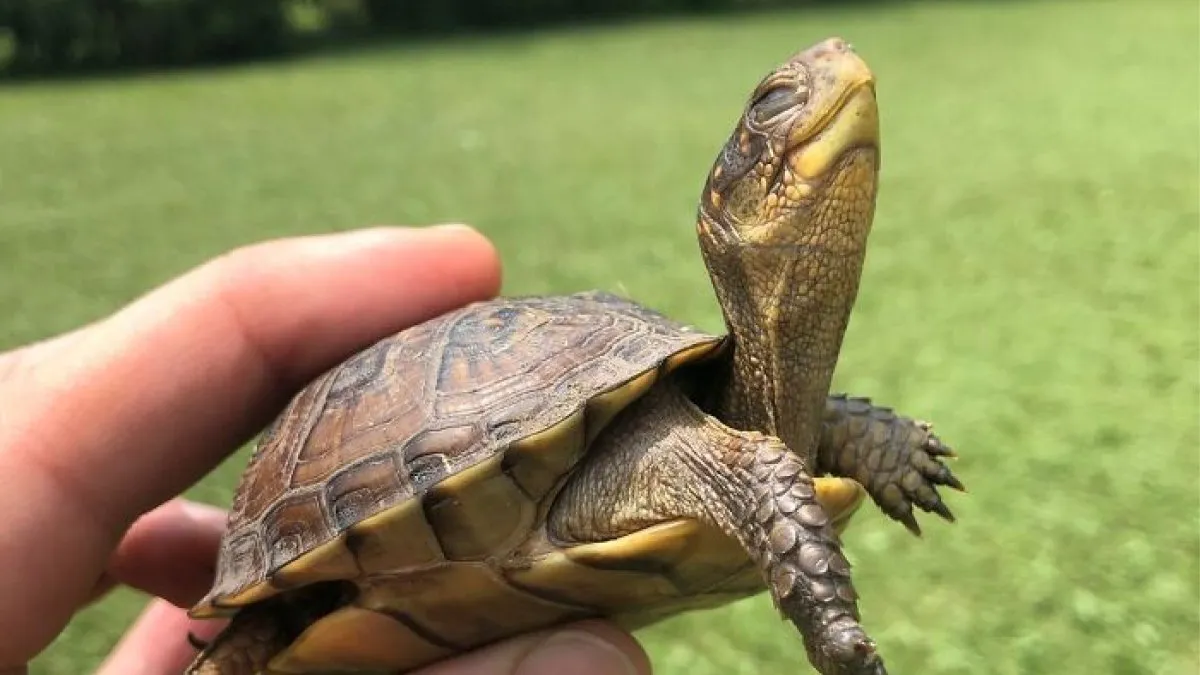 67 Incredible People Who Saved Animals And Gave Them A Second Chance At Life