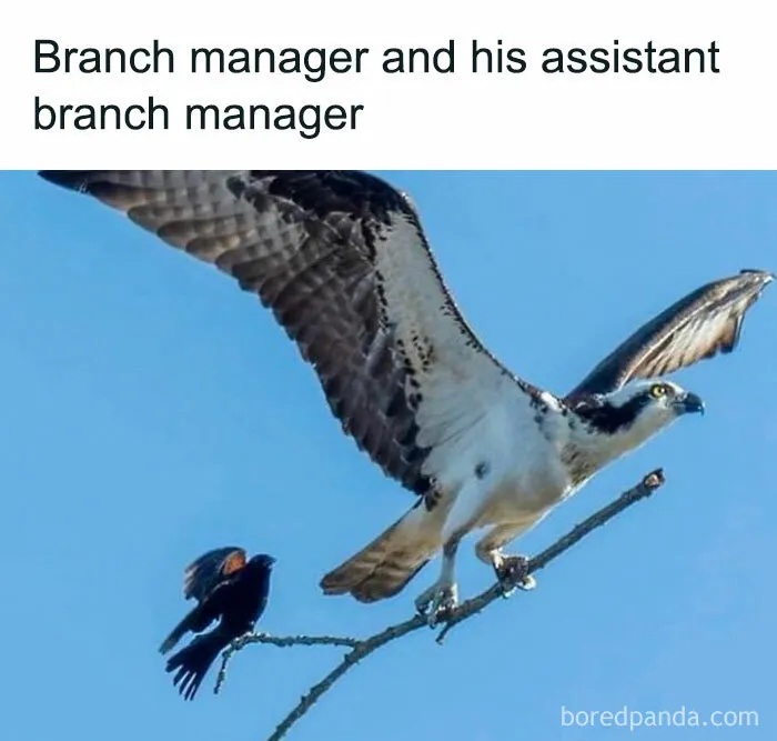 61 White-Collar Memes That Are Worth Scrolling Through During Your Break