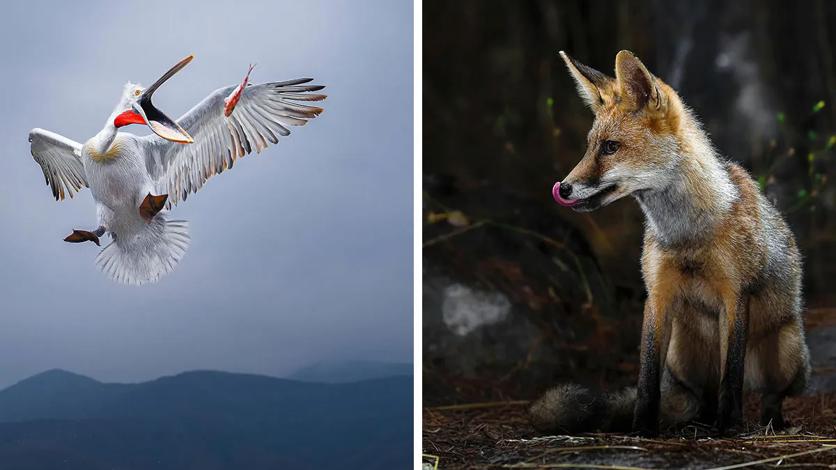 32 Powerful Animal Photos By Ze Da Quinta That Show Wildlife From Up Close