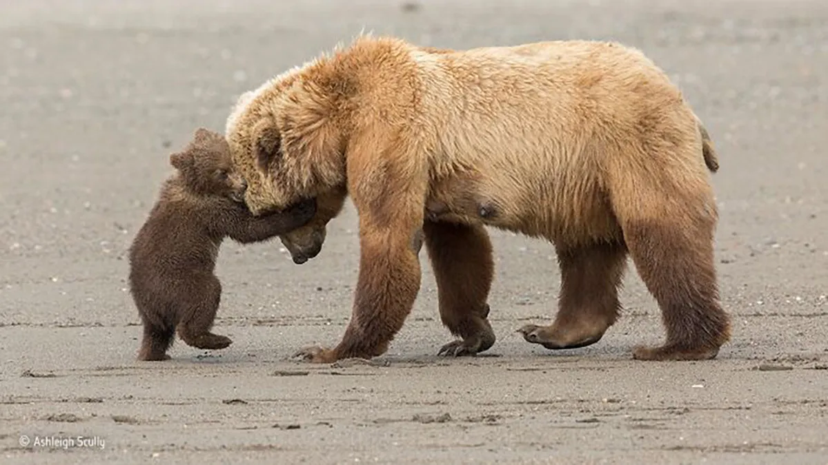 25 Fotos impresionantes que triunfaron en el concurso de Fotógrafo de Fauna salvaje del Año