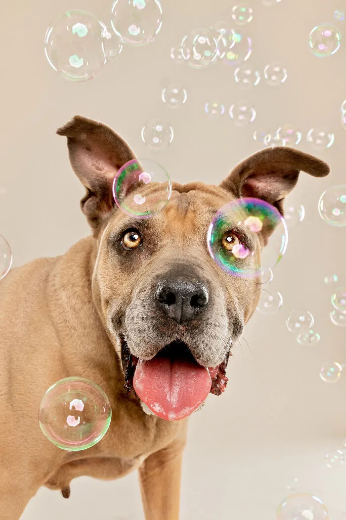 I Photographed Dogs Trying To Figure Out Bubbles And The Results Were Ridiculous (40 Pics)