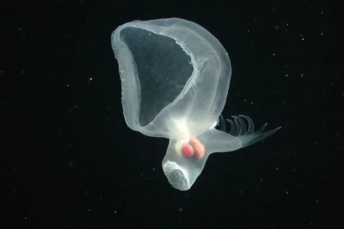 Mystery Mollusc