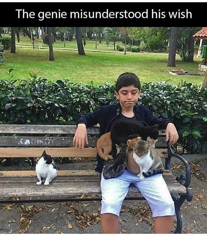 Boy sitting on park bench covered with multiple cats, a humorous cat meme combining chucklesome internet cat moments.