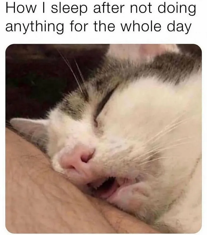 81 Times Cats Were So Ridiculous, Silly, Or Dramatic That They Had To Become Memes