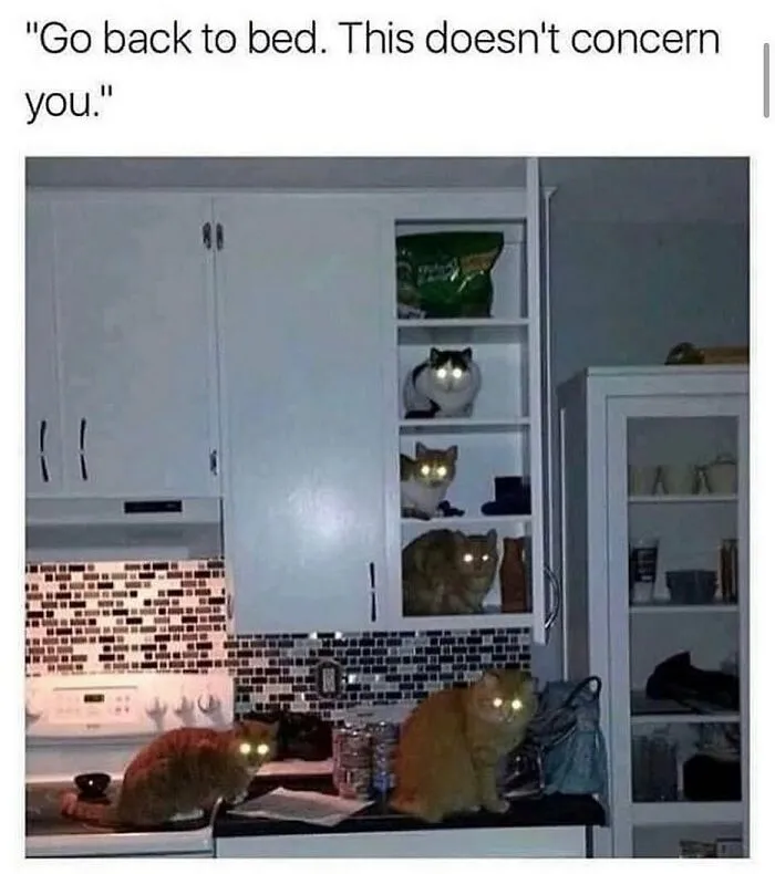 81 Times Cats Were So Ridiculous, Silly, Or Dramatic That They Had To Become Memes