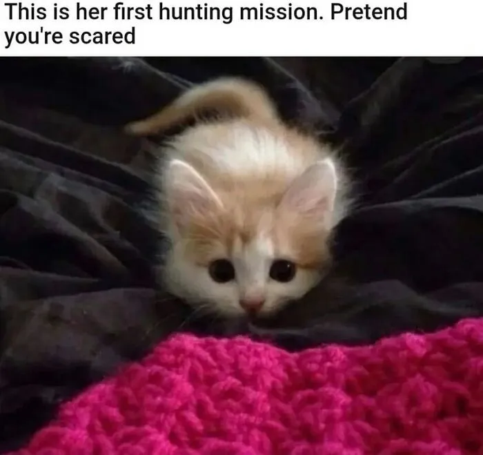 81 Times Cats Were So Ridiculous, Silly, Or Dramatic That They Had To Become Memes
