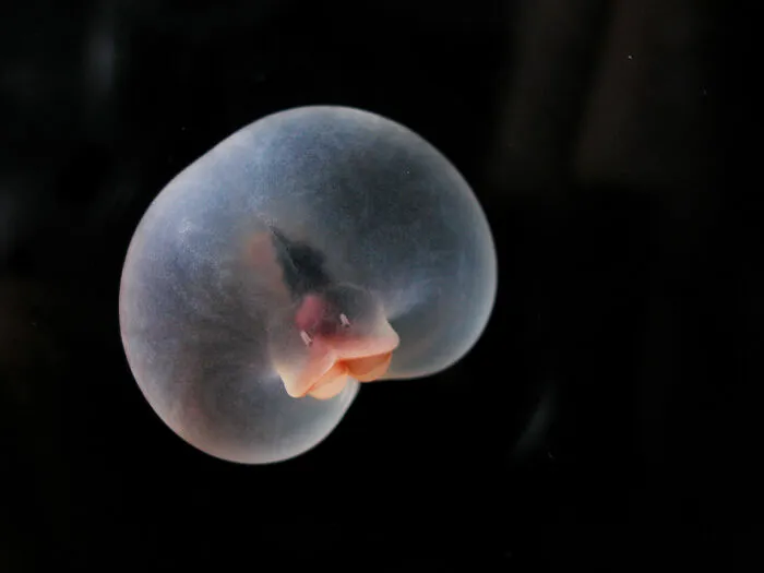 Pigbutt Worm