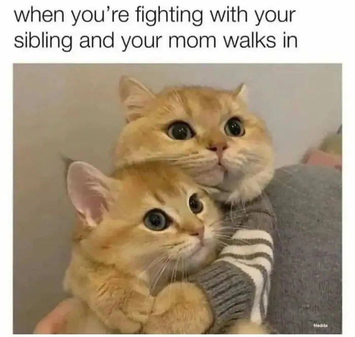 81 Times Cats Were So Ridiculous, Silly, Or Dramatic That They Had To Become Memes