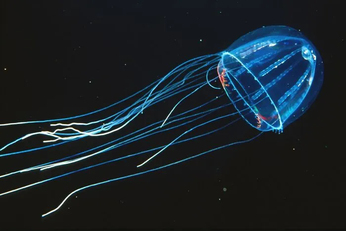 Silky Jelly