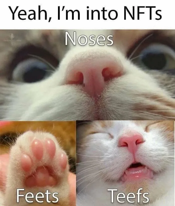 81 Times Cats Were So Ridiculous, Silly, Or Dramatic That They Had To Become Memes