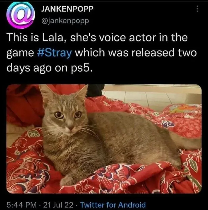 81 Times Cats Were So Ridiculous, Silly, Or Dramatic That They Had To Become Memes