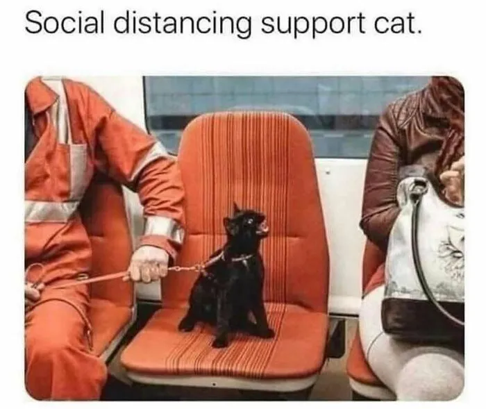 81 Times Cats Were So Ridiculous, Silly, Or Dramatic That They Had To Become Memes