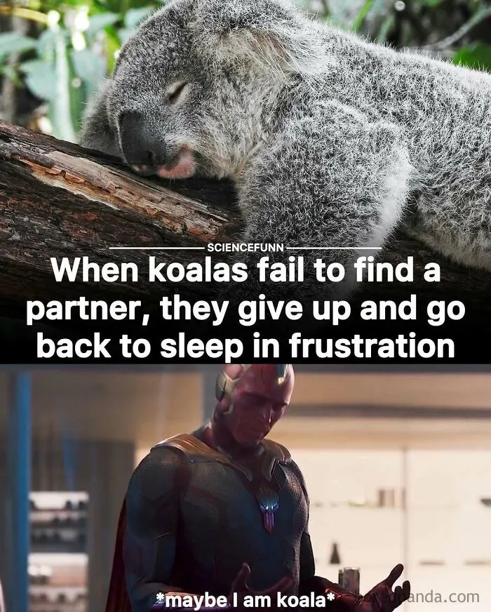 Sleeping koala on a branch with a humorous caption, paired with a superhero meme about not needing to like science.