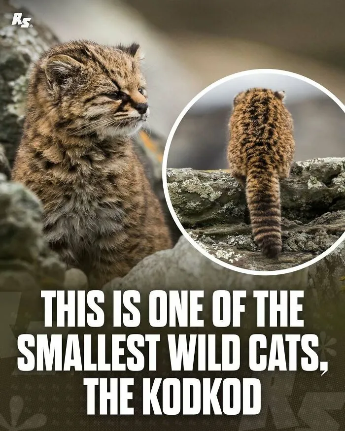 65 Rare And Extraordinary Photos Of Animals That Prove Nature Still Has Its Secrets