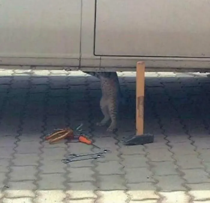 79 Cursed Photos That Make Absolutely Zero Sense But Live Rent‑Free In Our Brains