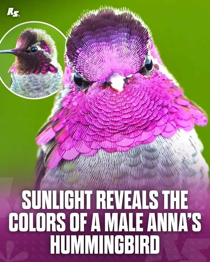 65 Rare And Extraordinary Photos Of Animals That Prove Nature Still Has Its Secrets